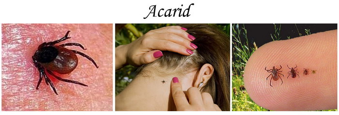 acarid problems